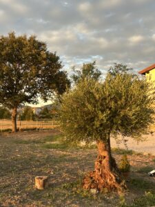 Essenzia Assisi B&B - Esterno